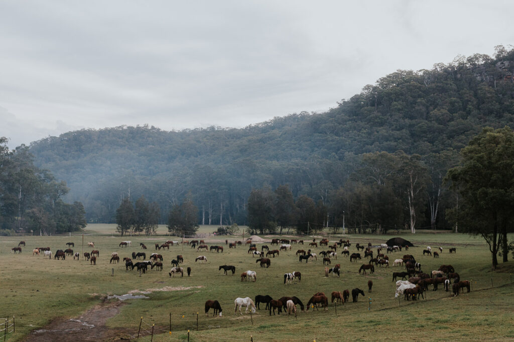 Country elopement with horses and fields