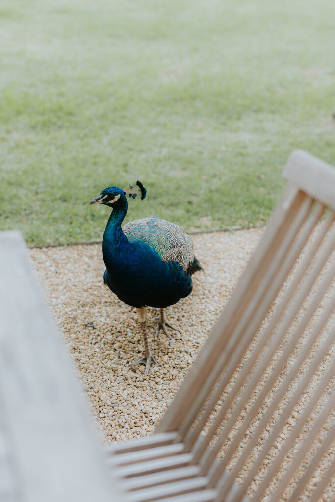 Peacock at Krinklewood Estate in the Hunter Valley